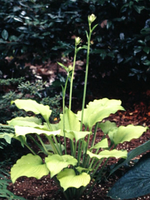 Hosta Janet